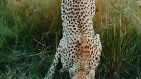 crocodile and leopard fight