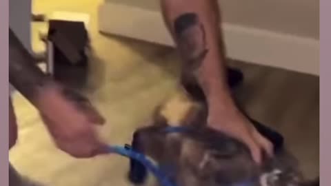 Watch this cat's reaction to the leash - Funny Must Watch 😂