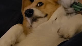 Pembroke Welsh Corgi Demands That Rubs Continue