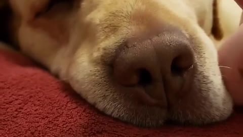 Sleepy Dog Just Doesn't Care