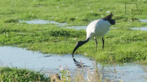 Interesting facts about African sacred Ibis by weird square