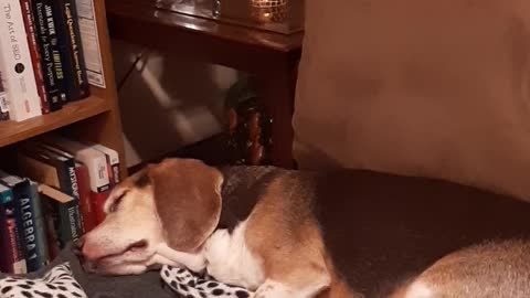 Beagle Meets Mailman in his Dreams