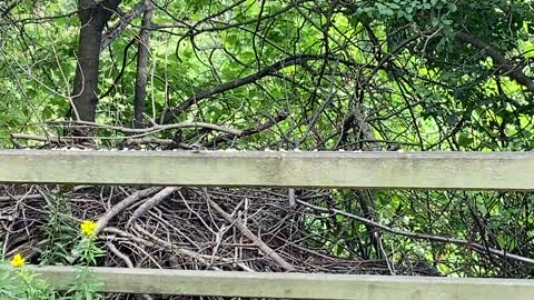 Chickadees already travel at speed of light