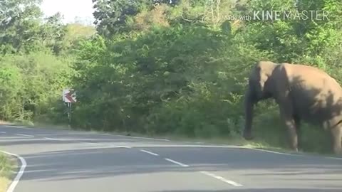 Wild Elephant attack Vehicles