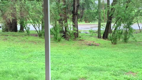 Cardinal Bird Calling in the Beautiful Rain