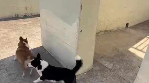 Three Corgi Best Friends