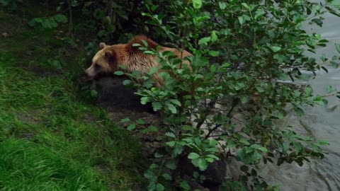 Brown bear swimming