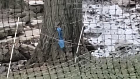 Strange Sight as Blue Squirrel Plays in Backyard