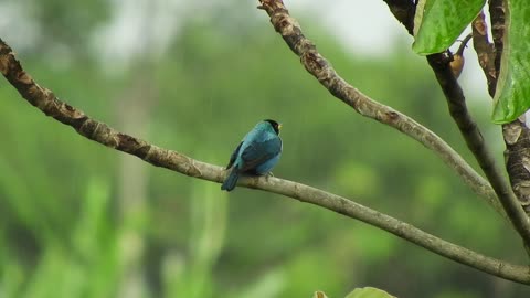 bird-nature-fauna-colombia