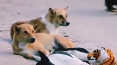 funny dog viral video #dog #dogvideo😂😂😂😂