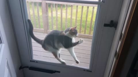 Cat Stuck in Screen Door