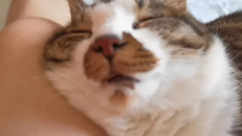 This cat's sleeping is so funny