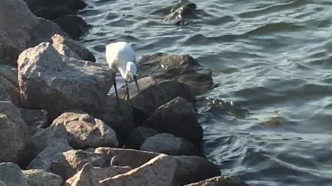 City Lake Little Egret #shortvideo