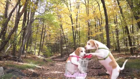 very funny and cute dogs walking in shopping cart.