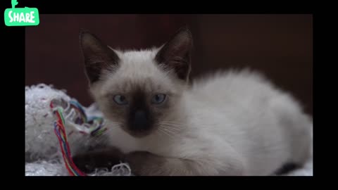 Yawning Siamese Caf cat#cat #cat990