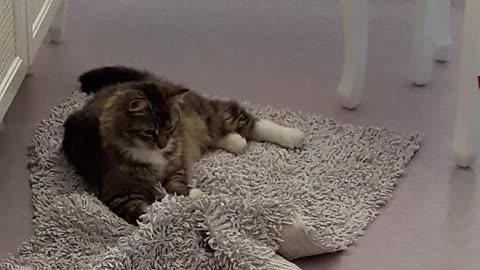 Funny Cat playing on carpet