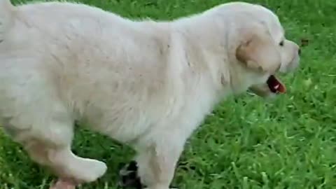 A cute Labrador puppy dog