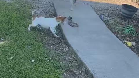 Courageous dogs go after snake