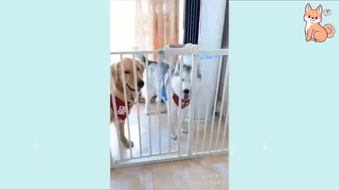 dogs get scared from puppy cake hilarious clip