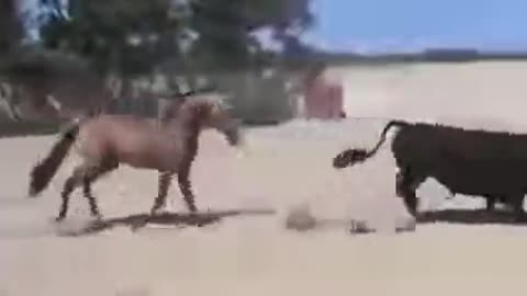 funny horse videos try not to laugh