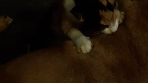 Cat massages brown dog