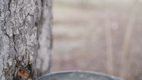 Maple Tree Tapping