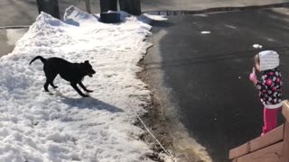 Little girl blowing bubbles sends dog into zommie fit