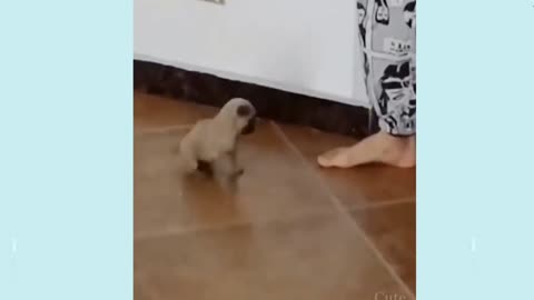 Cute little puppy trying to copy the dance exactly😄😂