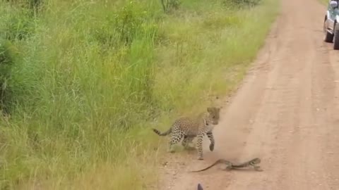 Leopard vs Monitor Lizard Real Fight Hungry Leopard Hunt Lizard