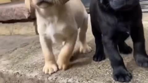 PUPPYS WELCOME THEIR BOSS TIKTOK VIDEO