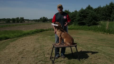 Dog Stand Training