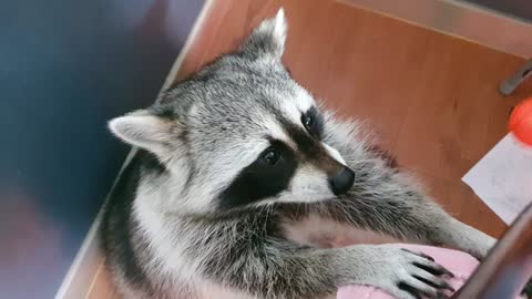 Raccoon comes to me and asks me to barter the ball for the cookies.