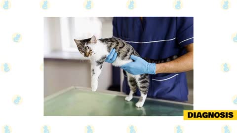 Checking for Pancreatitis in your Cat!