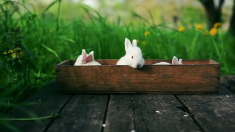 So Cute Rabbit Eating in Tub and so happy