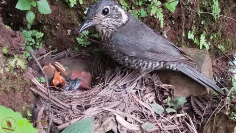 cuckoo mother