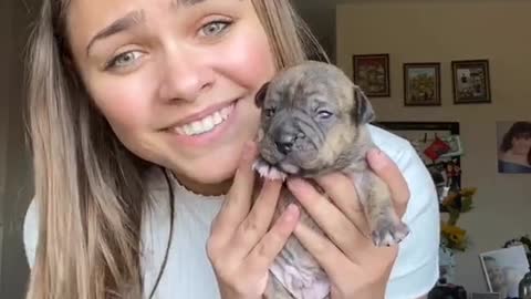 Cute little puppy #TikTok|small funny dog