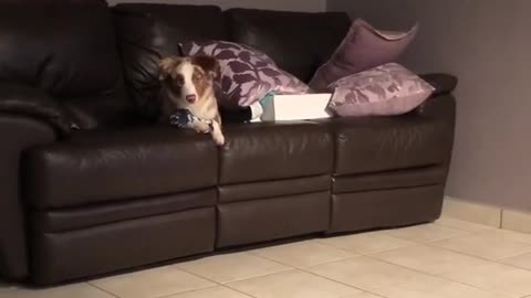 Puppy tries to jump onto sofa, results in epic fail