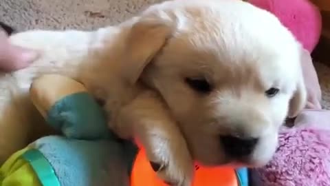 So Cute Puppy | #Shorts [pt.68] Golden Retriever