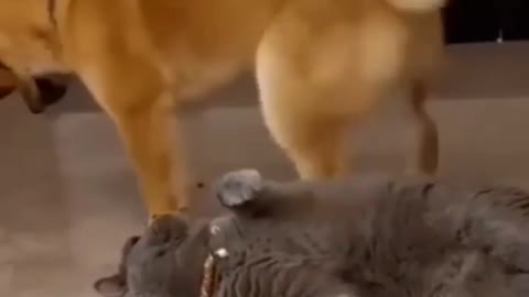 Much funny Dog and cat video