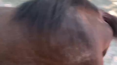 The horse's ass is really fat