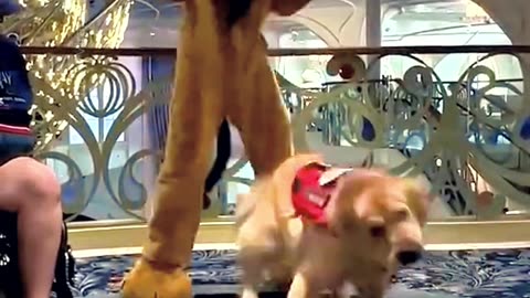 Service dog Lokey is happy to see pluto! #dog #pluto #disney #happy