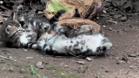 Super Cute Cats Having A Playful Wrestling Match🐰😍