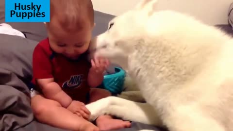 watch heartwarming video of dogs and babies playing