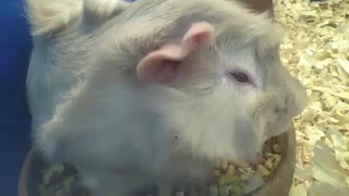 Porquinho da índia abissínio come dentro da tigela, depois corre [Nature & Animals]