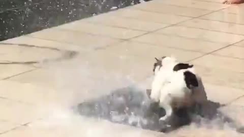 Playful Dog Playing with water!