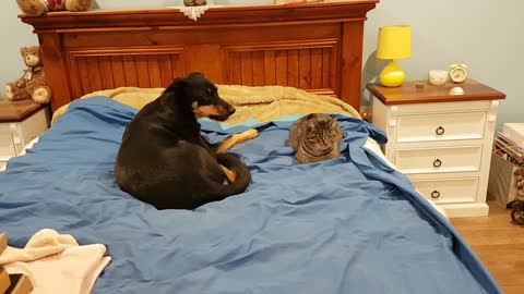 Dog and Cat are best friends.