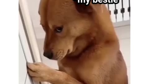 Dog funny viral video😂😂😂😂#viral #funny