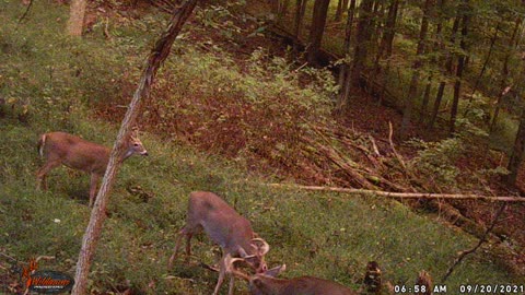 2 Bucks sparring at the Dan Valley shack 10-2-21