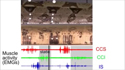 Plesiosaur Dilatational (Compressional) Propagation (non-flipper) for Propulsion