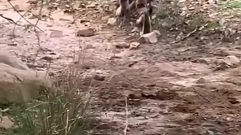 Tiger killed dog at zone 2 Ranthambore National Park, Tiger attack dog